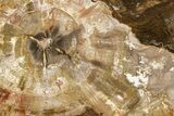 Polished Petrified Wood (Araucaria) Round - Madagascar #376076-1